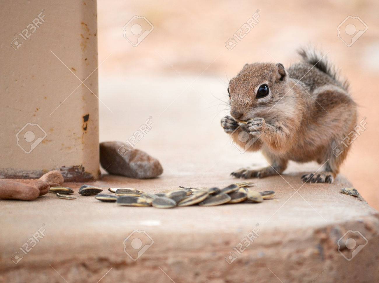 ヒマワリの種を食べるかわいい砂漠地上リス シマリス の写真素材 画像素材 Image