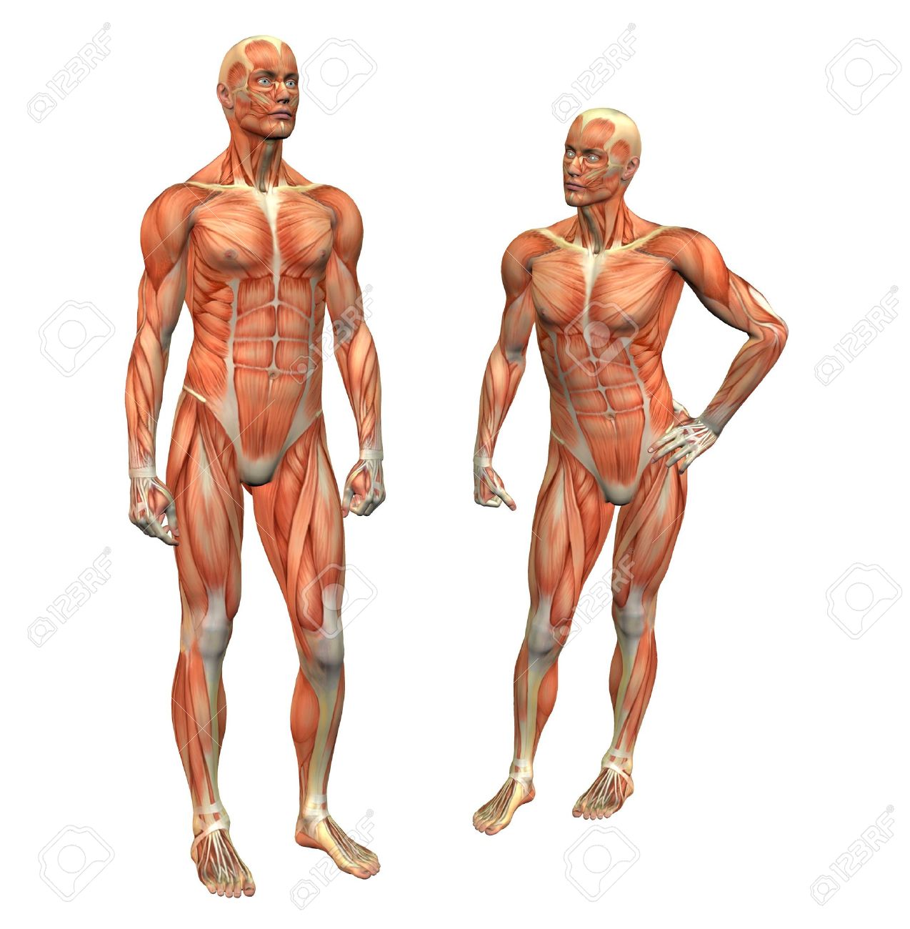 Anatomy Muscle Man Standing W Clipping Mask Stock Photo Picture And Royalty Free Image Image 269395