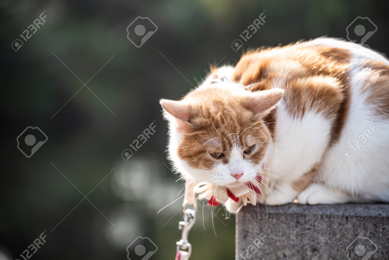 etiam-dictum-ipsum-a-felis
