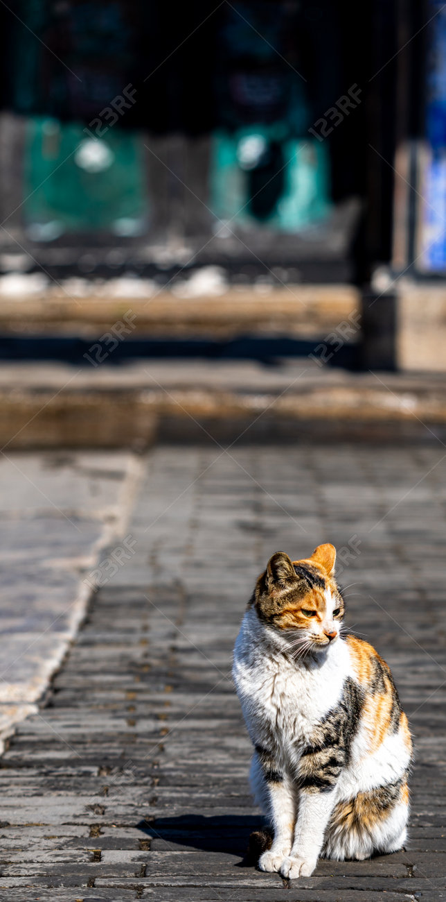 etiam-dictum-ipsum-a-felis