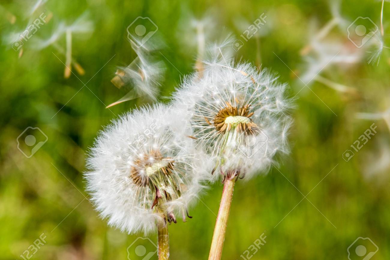 blowball dandelion seed head flower blossom white green spring