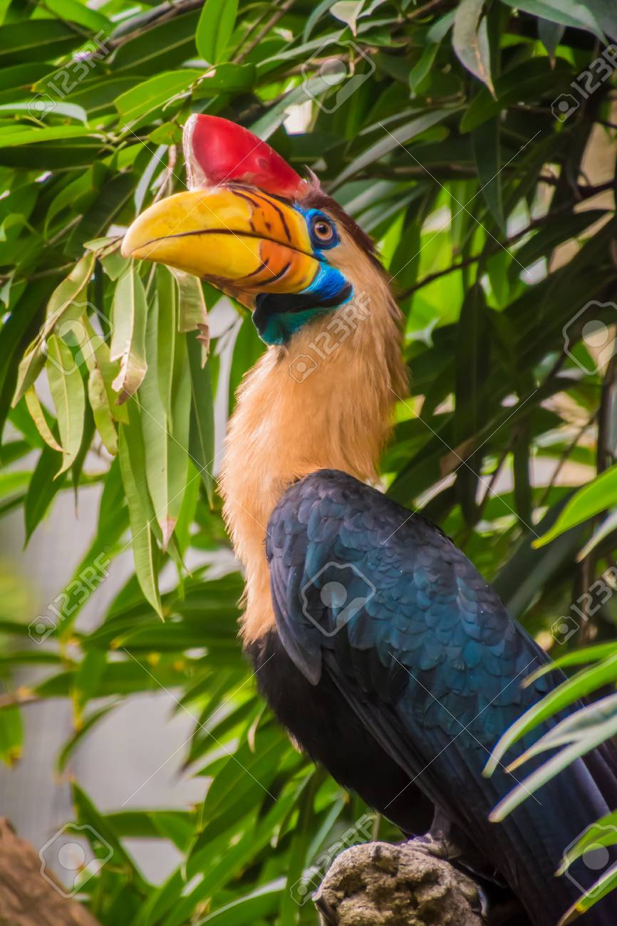 Oiseau De Calao De Célèbes Avec Corne Rouge Et Plumes Colorées De Bec Orange Jaune