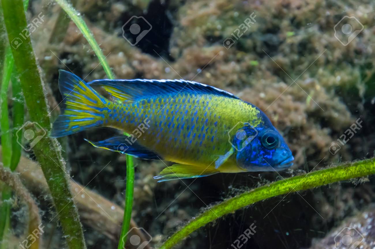 green tropical fish