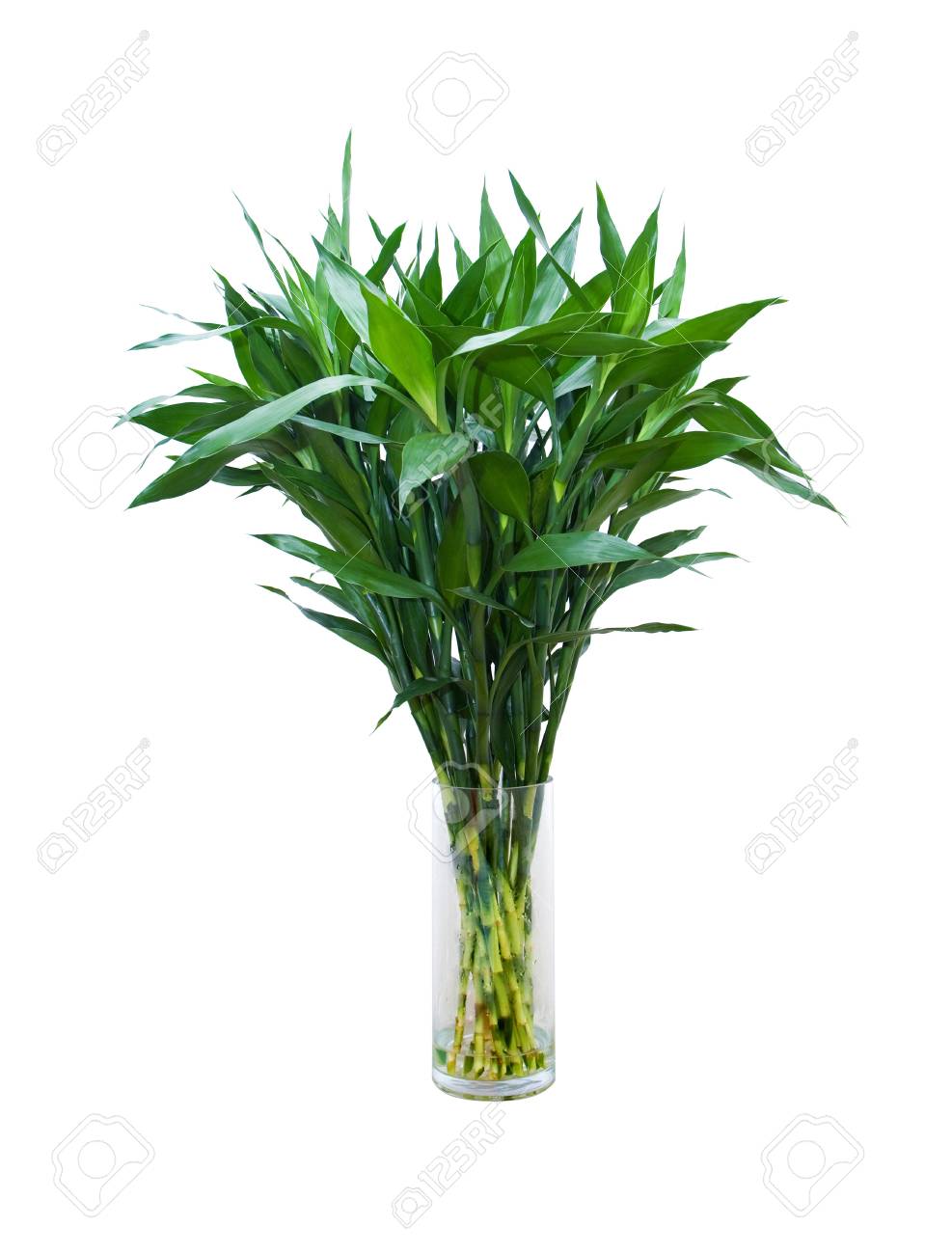 ラッキーバンブー の写真素材 画像素材 Image