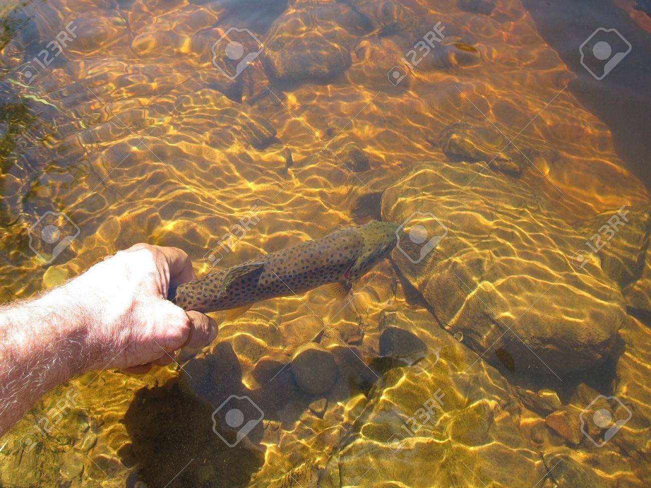 男の手がそれをキャッチした後尾の手で川に戻ってブラウン トラウトを放出します の写真素材 画像素材 Image 男の手がそれをキャッチした後尾の手で川に戻ってブラウン トラウトを放出します の写真素材 画像素材 Image