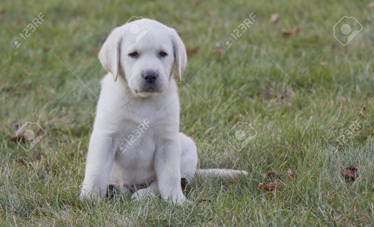 tiny 7 week old