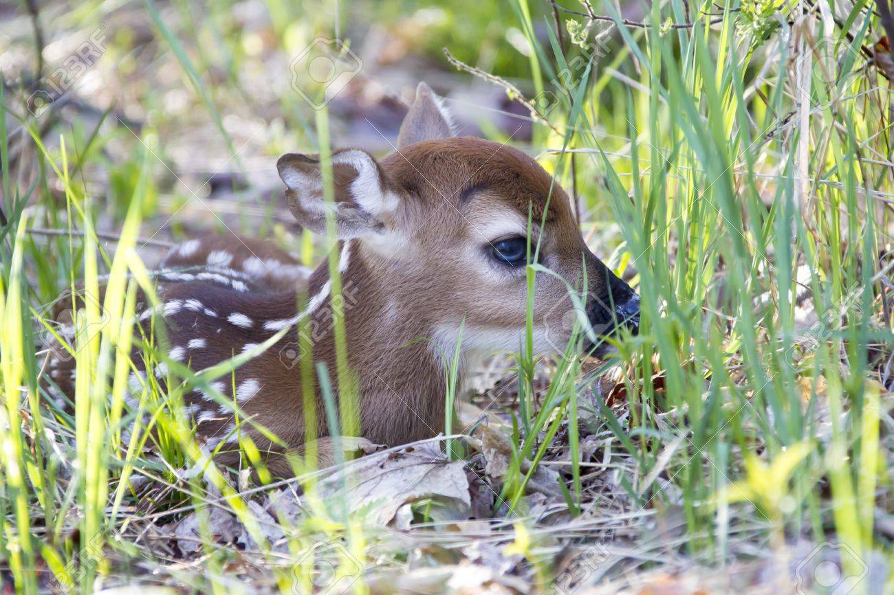 A tiny whitetail deer fawn only a couple of days old hiding in the grass on the edge of a forest. - 20370851 A tiny whitetail deer fawn only a couple of days old hiding in the grass on the edge of a forest. - 20370851