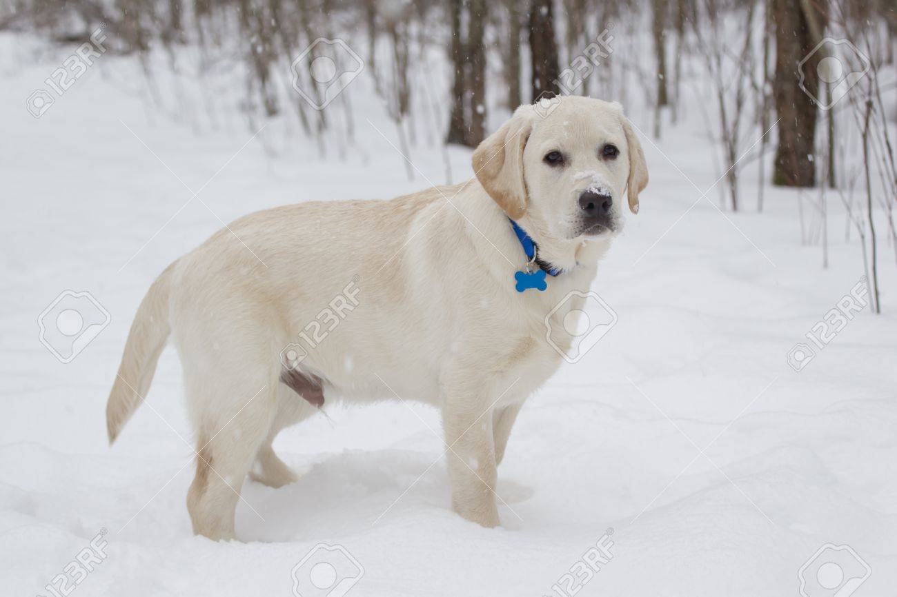big yellow lab
