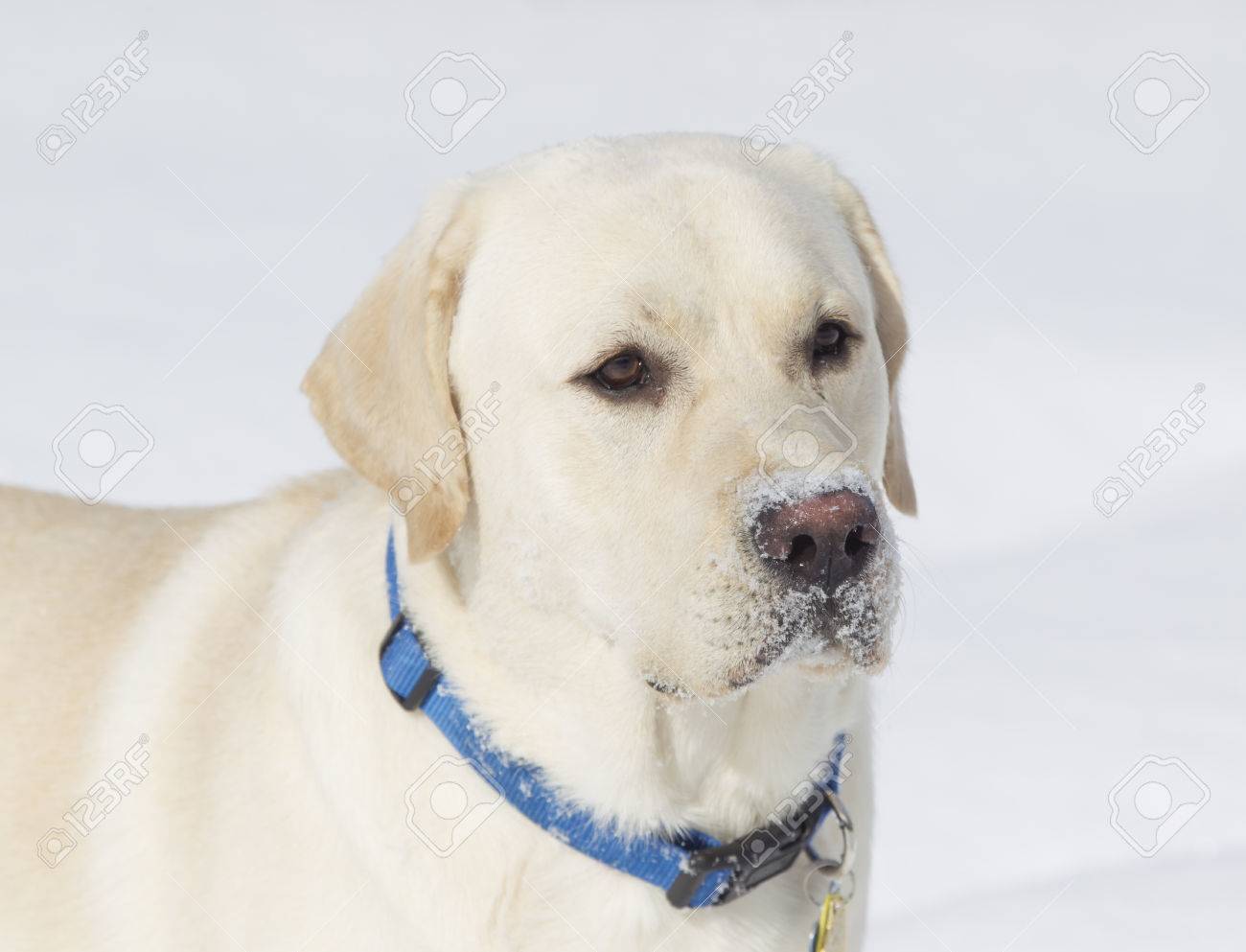 yellow lab face