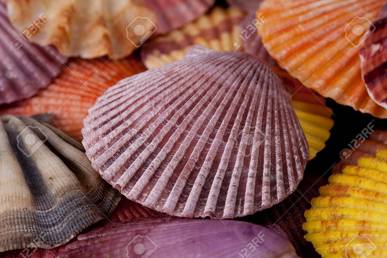 colorful seashells