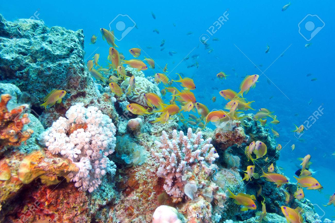 海の風景画「スズメダイと珊瑚」珊瑚の森、熱帯魚 海の風景画「スズメダイと珊瑚」珊瑚の森、熱帯魚