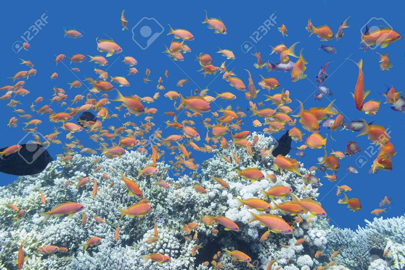 エキゾチックな浅瀬のサンゴ礁魚 Anthias 熱帯海の底で の写真素材 画像素材 Image エキゾチックな浅瀬のサンゴ礁魚 Anthias 熱帯海の底で の写真素材 画像素材 Image