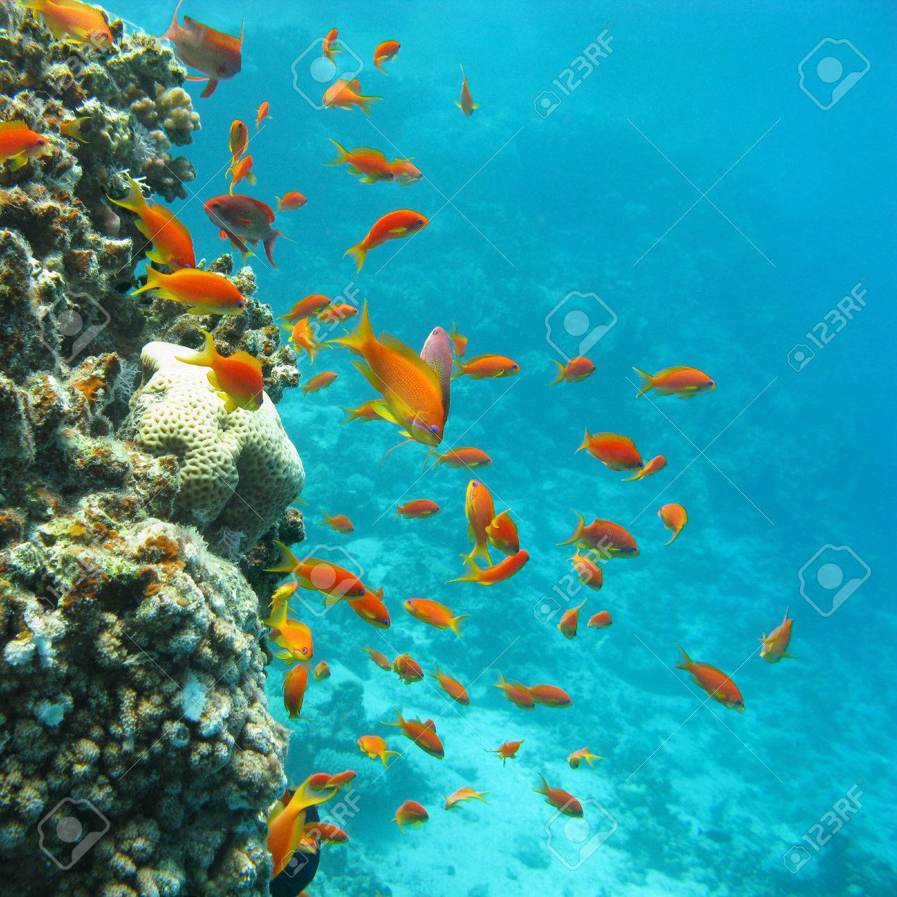 熱帯の海の魚 Scalefin Anthias の浅瀬でカラフルなサンゴ礁の