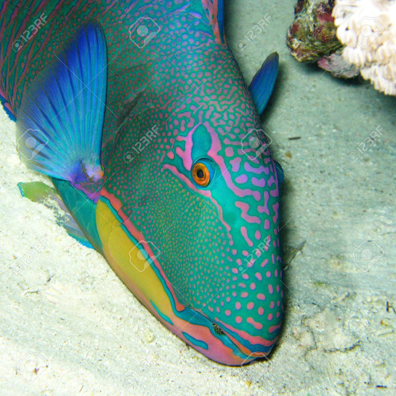 熱帯の海 水中の下部にカラフルなエキゾチックな魚デイジー ブダイ の写真素材 画像素材 Image 5042 熱帯の海 水中の下部にカラフルなエキゾチックな魚デイジー ブダイ の写真素材 画像素材 Image 5042