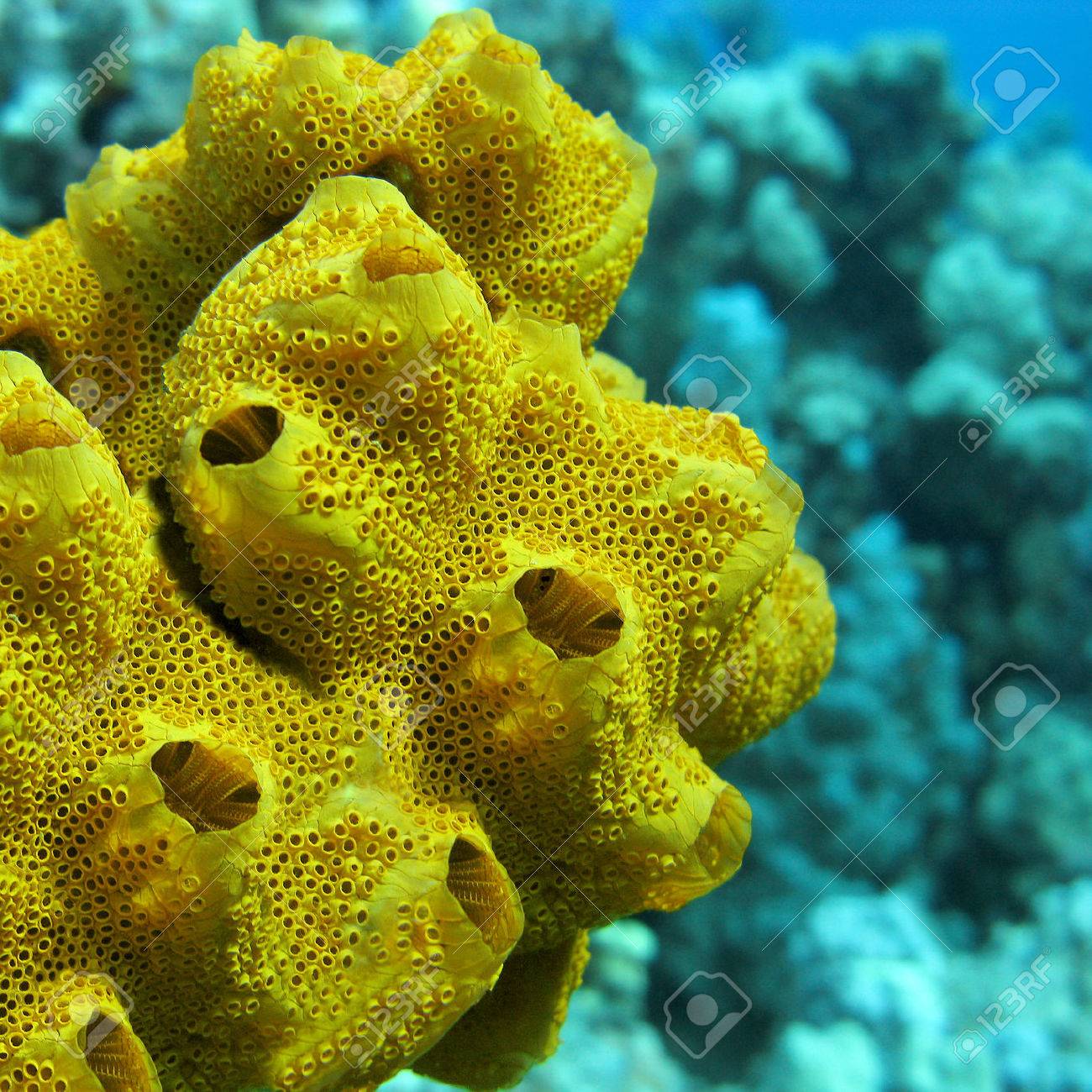 Korallenriff Mit Grossen Gelben Meer Schwamm Am Boden Des Tropischen Meer Auf Dem Hintergrund Des Blauen Wasser Unter Wasser Lizenzfreie Fotos Bilder Und Stock Fotografie Image