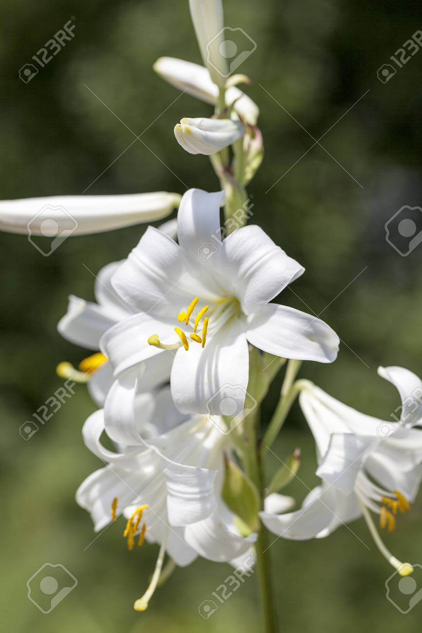 Immagini Stock Fiori Di Bianco Lilium Candidum In Fiore Nel Giardino Image 63744218