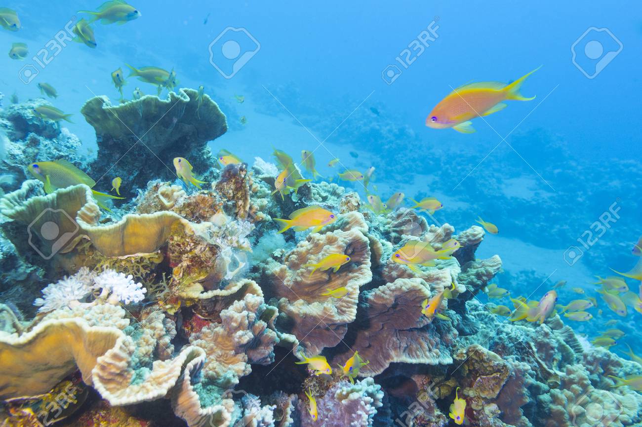 カラフルな熱帯の海 水中の魚 Scalefin Anthias の浅瀬のサンゴ礁 の写真素材 画像素材 Image