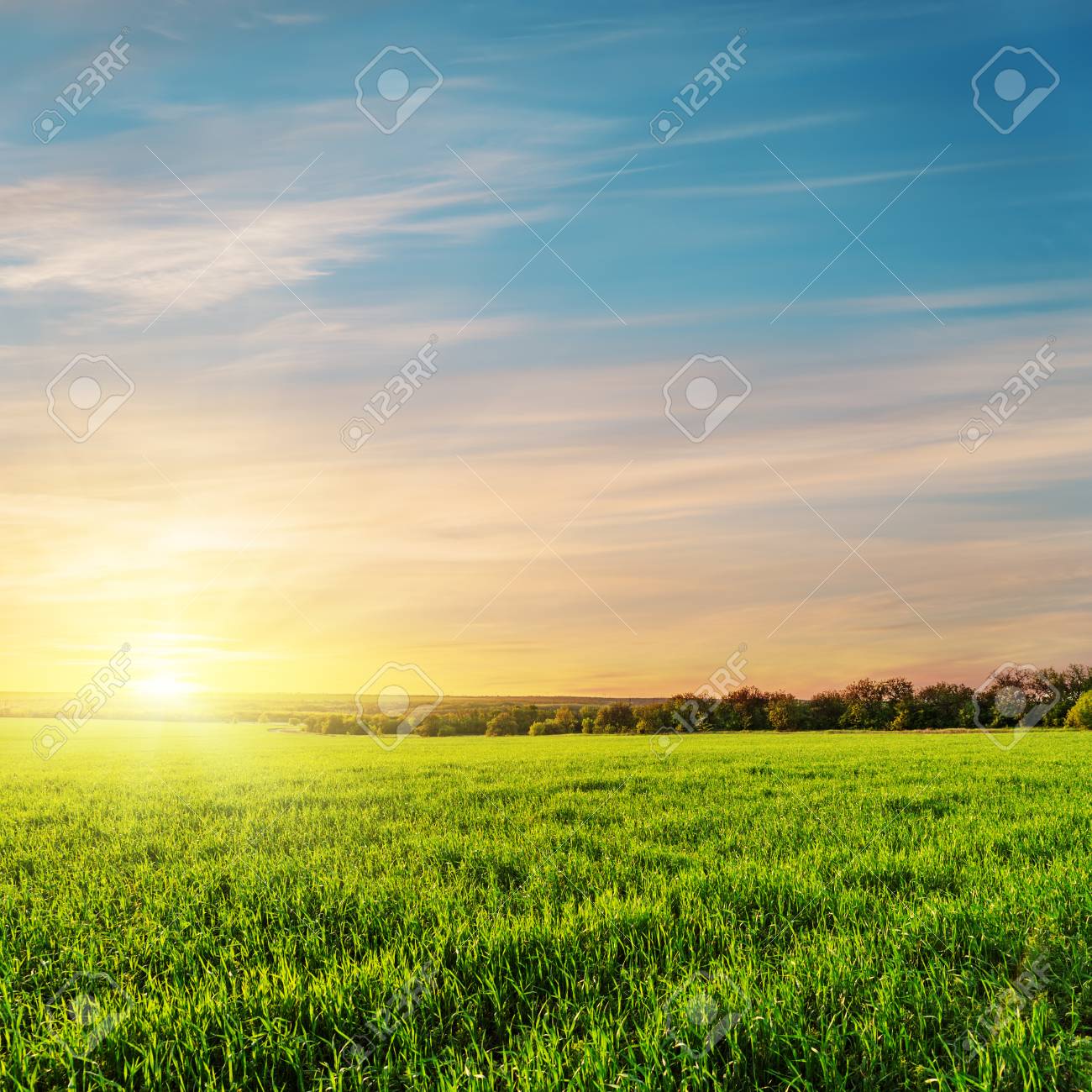 grass field sunset village colored sunset over green grass field stock photo 80974860 colored sunset over green grass field photo picture and grass field sunset village colored sunset over green grass field stock photo 80974860 colored sunset over green grass field photo picture and
