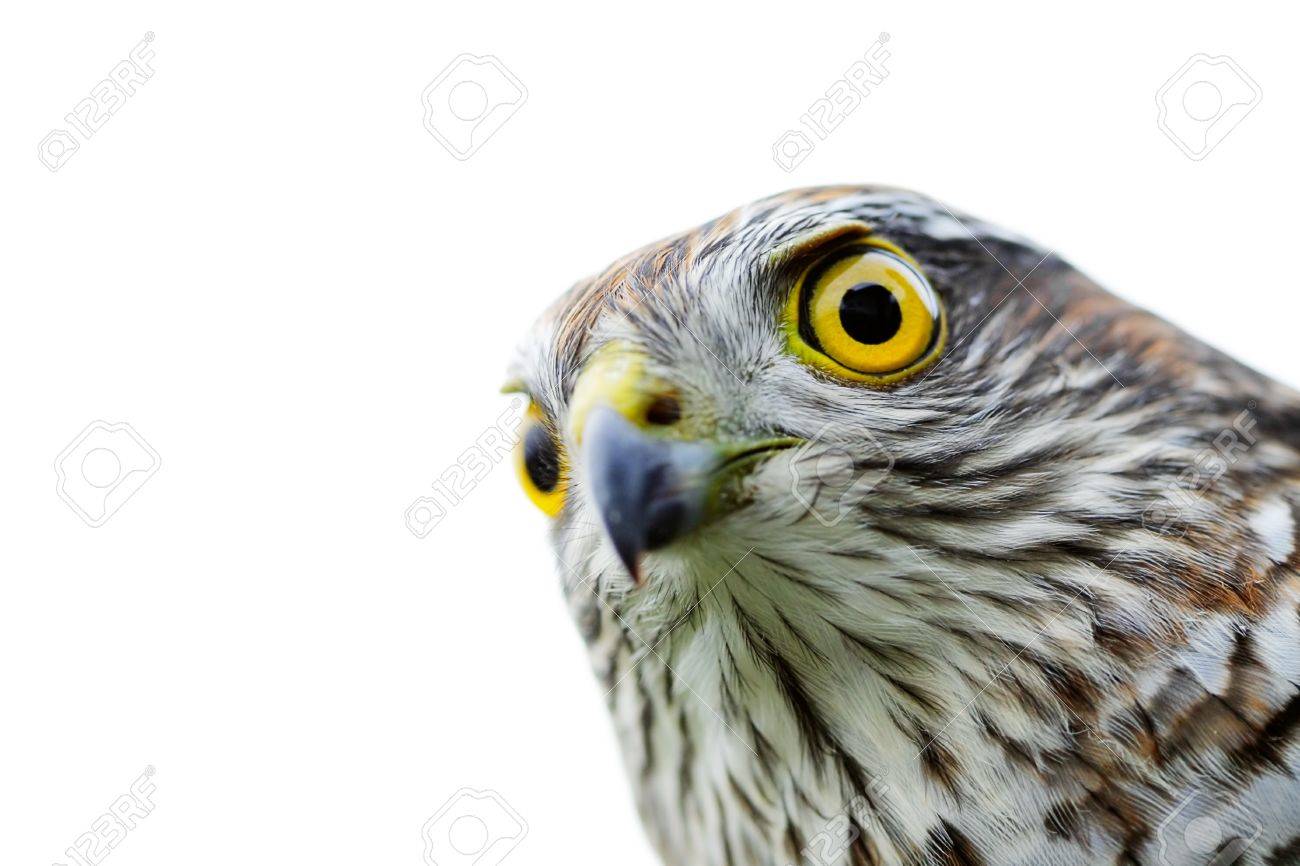 The Sparrow-hawk On A White Background. 免版權照片，圖片，畫像及圖片庫. Image 11279786