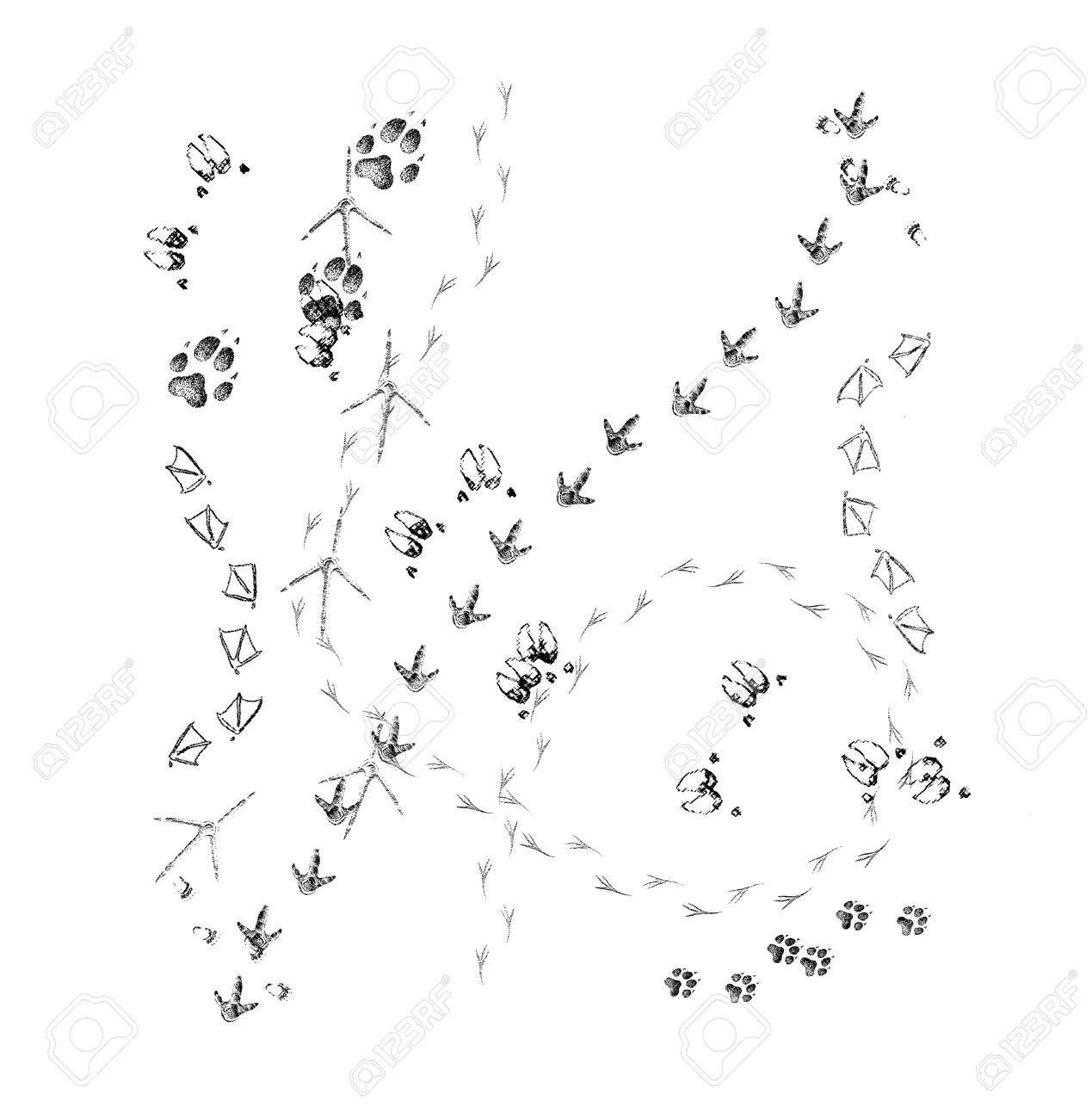 Animal Footprints On White. Sketch Effect. Stock Photo, Picture And Royalty  Free Image. Image 50166022.