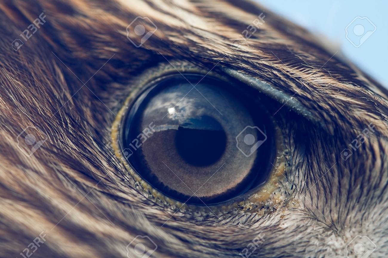 Eagle Eye Close Up Macro Photo Vintage Style Color Tone Stock