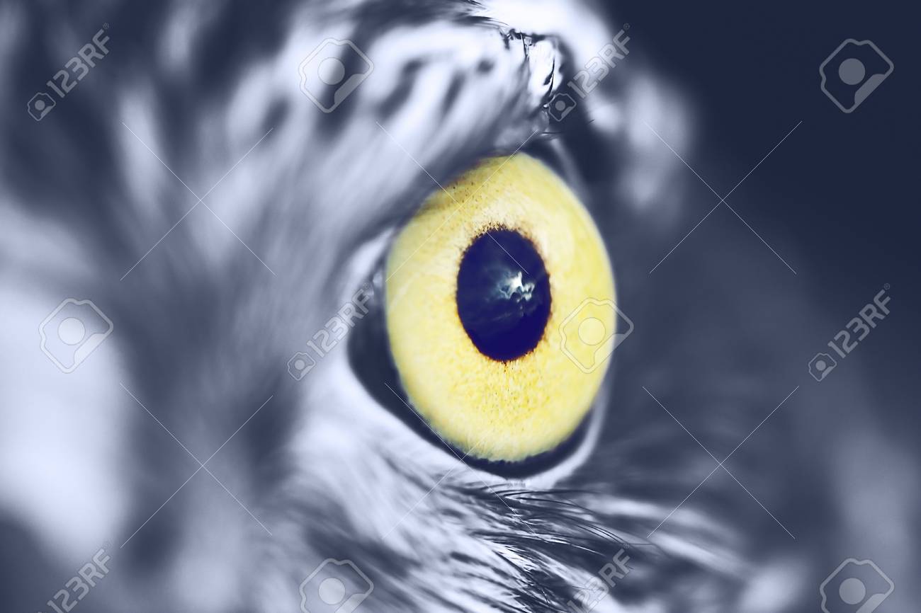 Eagle Eye Close Up Macro Photo Vintage Style Color Tone Stock Photo Eagle Eye Close Up Macro Photo Vintage Style Color Tone Stock Photo