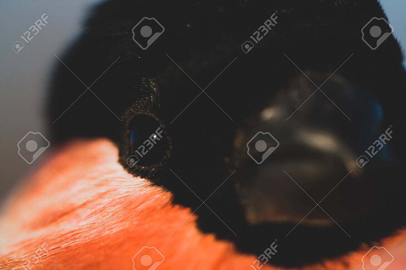etiam-dictum-ipsum-a-felis
