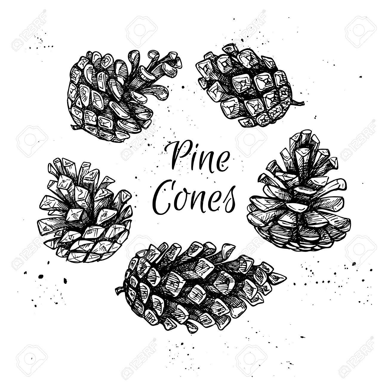 手には ベクトルのイラストが描かれました 松ぼっくりのコレクションです フォレスト ヴィンテージの要素のイラスト素材 ベクタ Image
