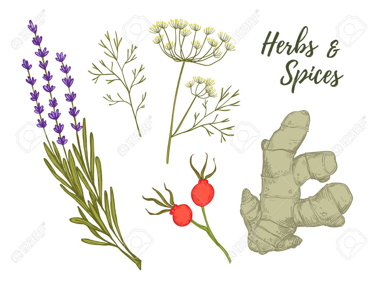 手描きビンテージ クリップ アート ハーブやスパイス 有機薬剤植物 植物のイラスト ベクトルのイラスト素材 ベクタ Image