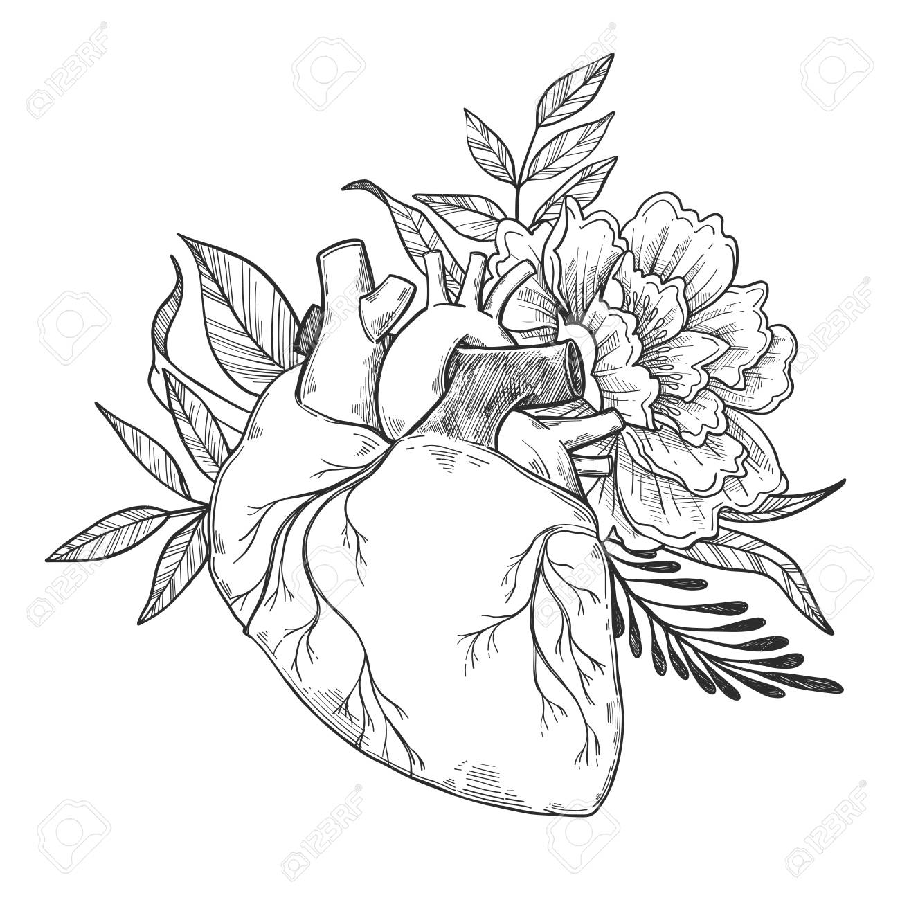 38 Menschliches Herz Zeichnen Besten Bilder Von Ausmalbilder