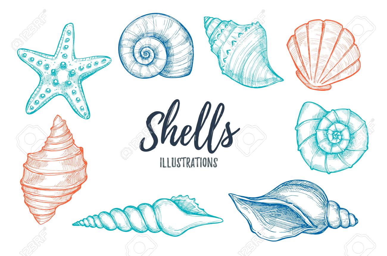 Hand Drawn Vector Illustrations Collection Of Seashells Marine Set Perfect For Invitations Greeting Cards Posters Prints Banners Etc Royalty Free Cliparts Vectors And Stock Illustration Image