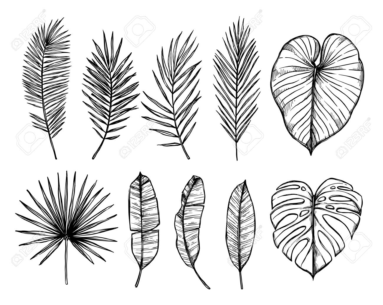 手描きの背景イラスト ヤシの葉 モンステラ ビンロウジュの Palm ファンのヤシ バナナの葉 熱帯デザイン要素です プリント ポスター 招待状などに最適のイラスト素材 ベクタ Image