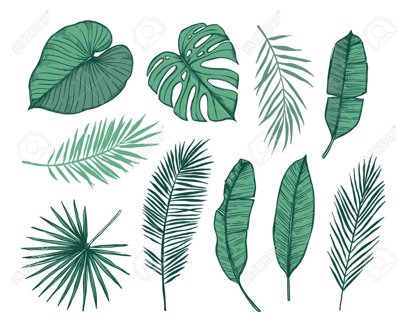 手描きの背景イラスト ヤシの葉 モンステラ ビンロウジュの Palm ファンのヤシ バナナの葉 熱帯デザイン要素です プリント ポスター 招待状などに最適 のイラスト素材 ベクタ Image 08