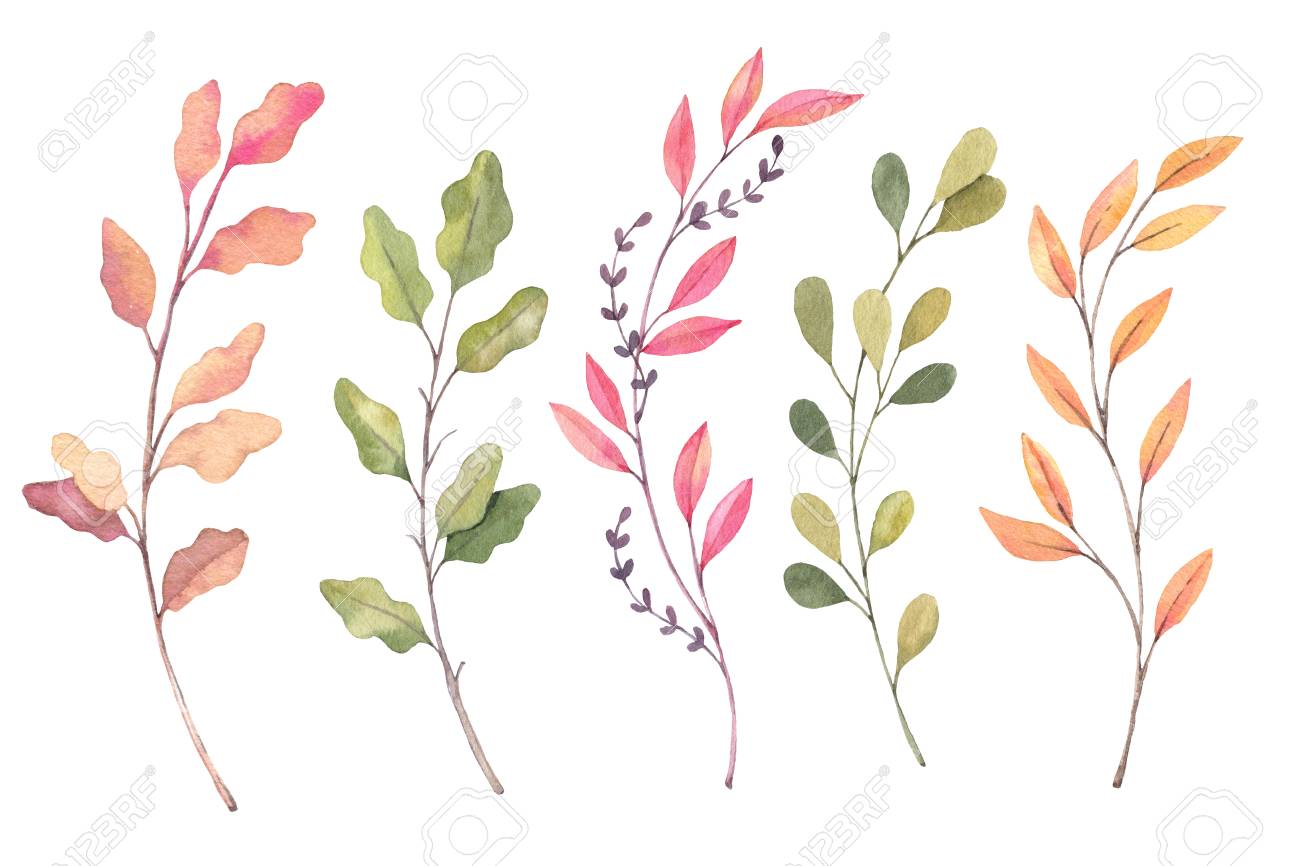 手描き水彩イラスト 秋のボタニカル アート 秋の葉 ハーブ 枝のセットです 花のデザイン要素です 招待状 グリーティング カード ブログ ポスター 最適印刷します の写真素材 画像素材 Image