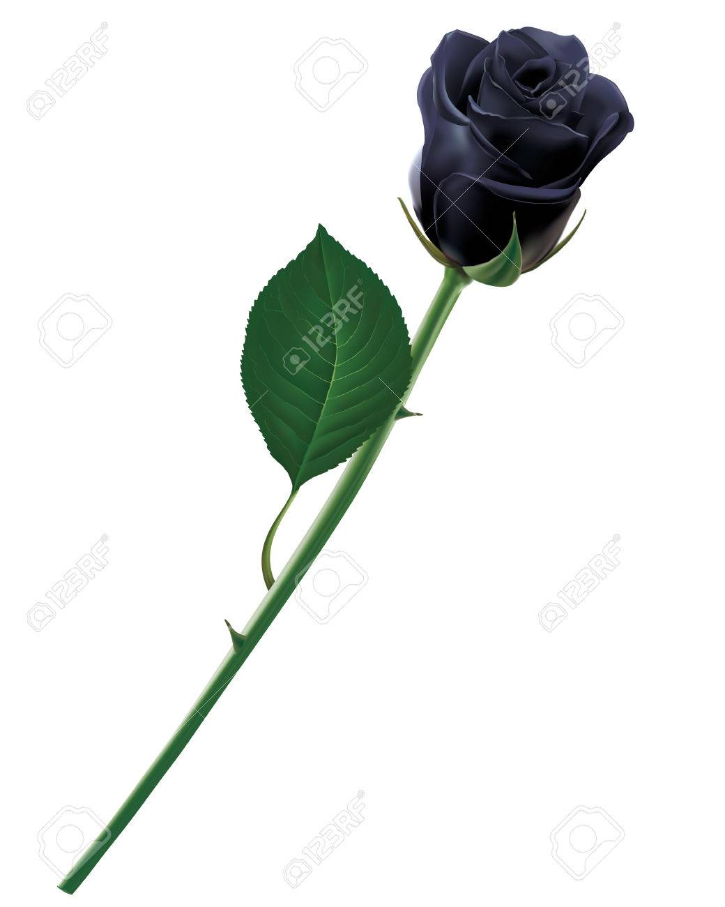 Black rose isolated. Realistic illustration - 56695718 Black rose isolated. Realistic illustration - 56695718