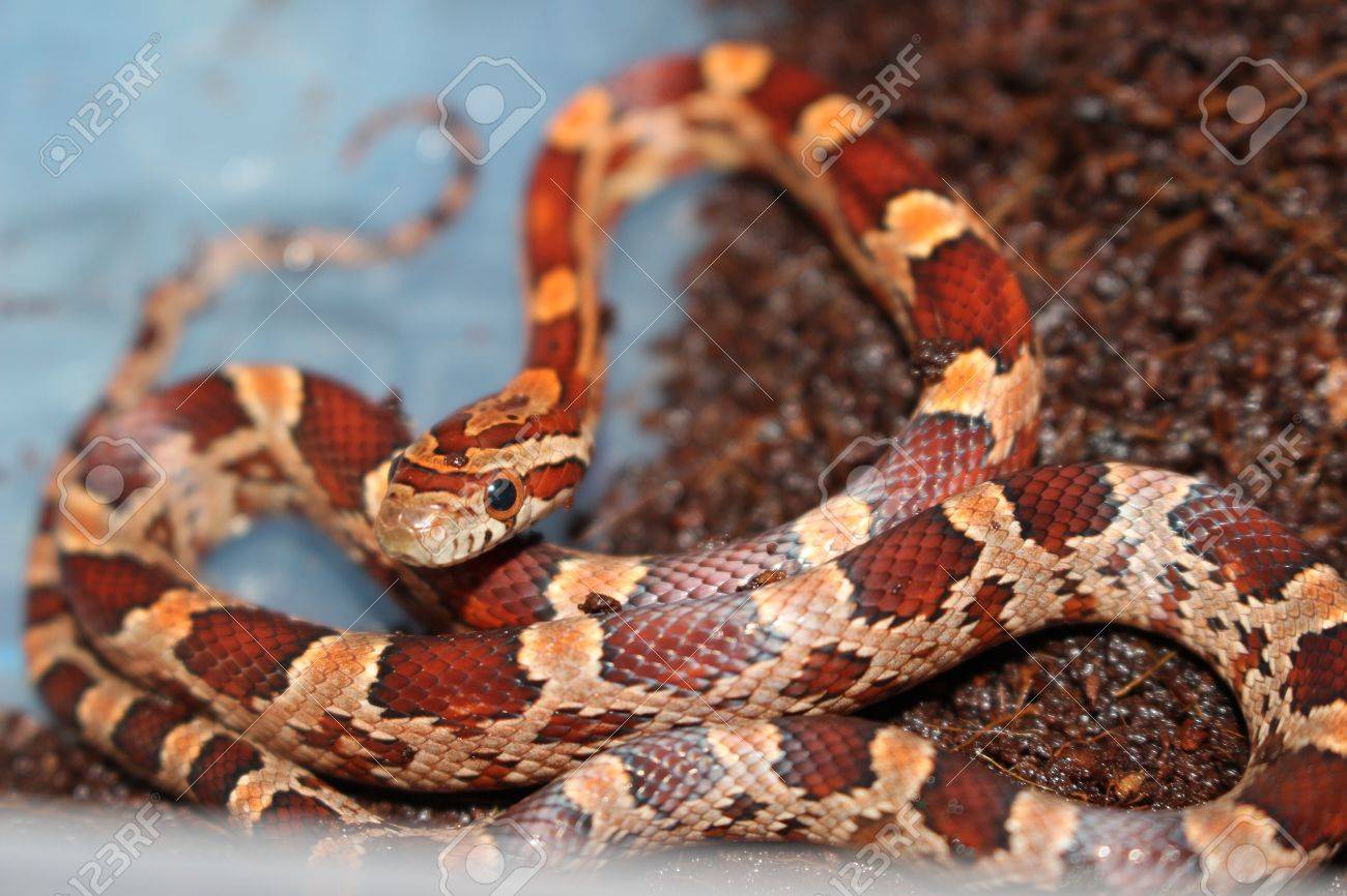 corn snake