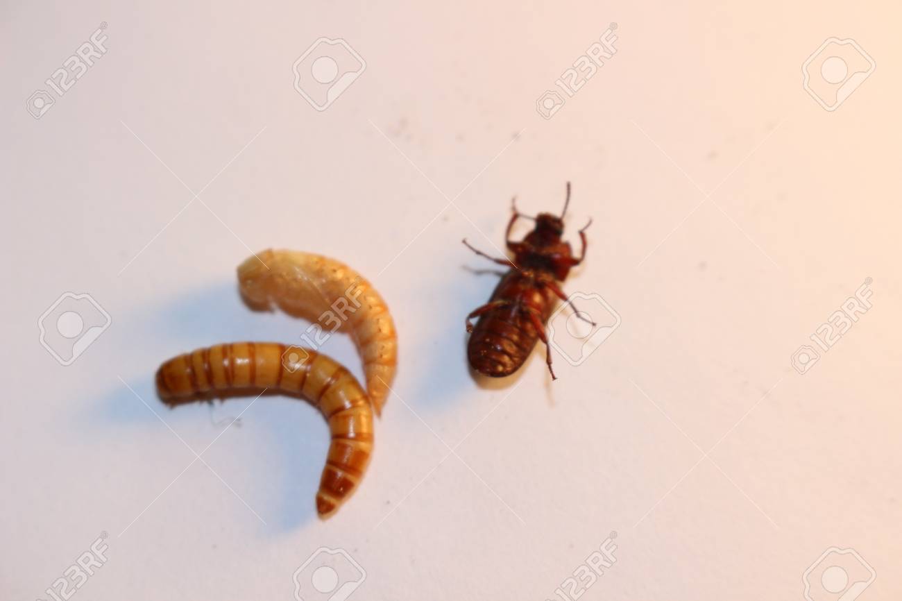 子犬 カブトムシ ミールワーム自体を示すミールワームライフサイクル の写真素材 画像素材 Image