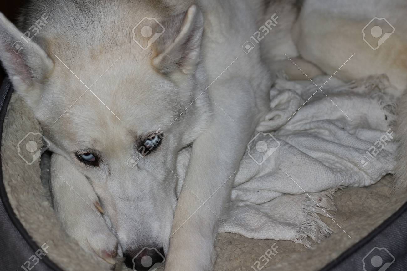 husky sleeping in bed