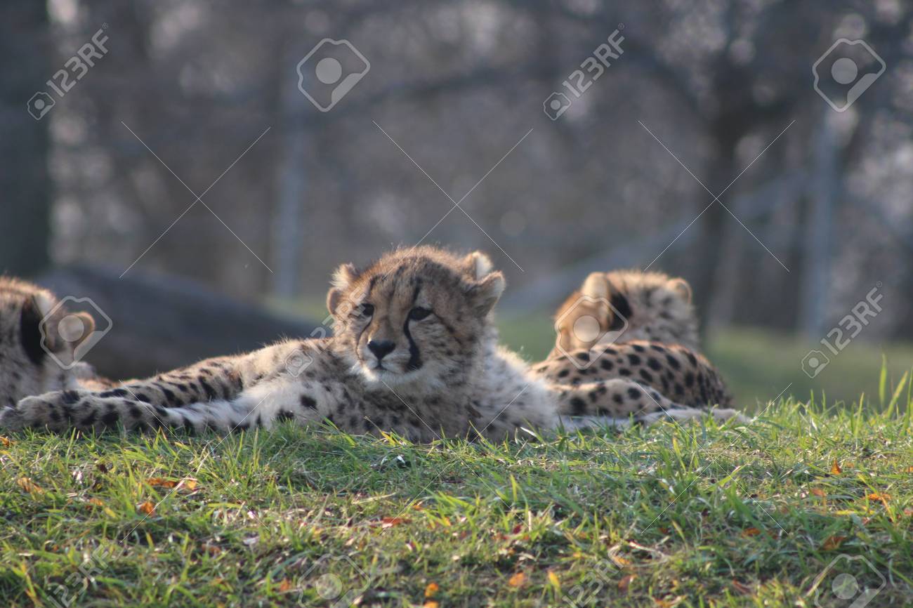 etiam-dictum-ipsum-a-felis