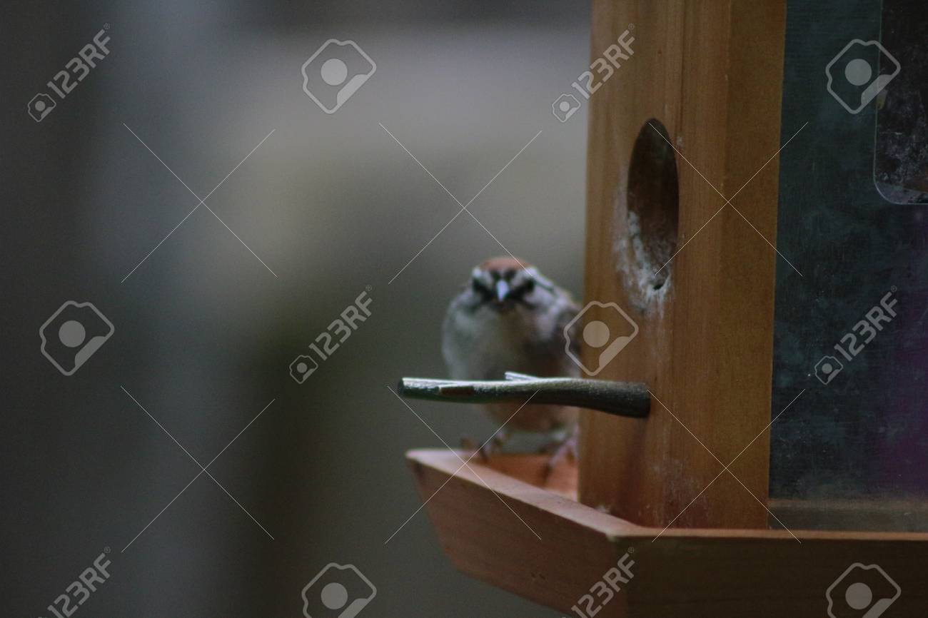 House Sparrow With Suet Pellet In Bill On Bird Feeder Stock Photo