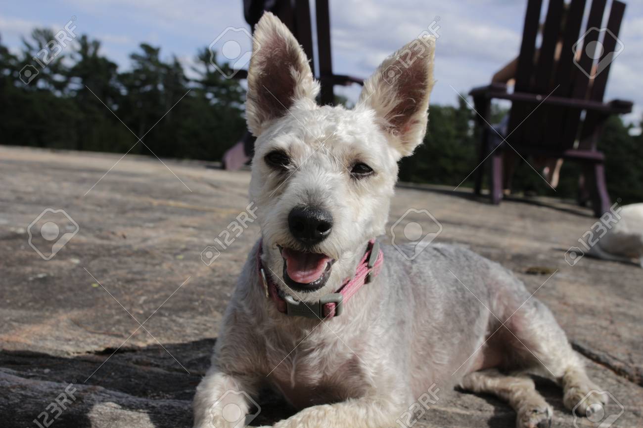 toy poodle terrier