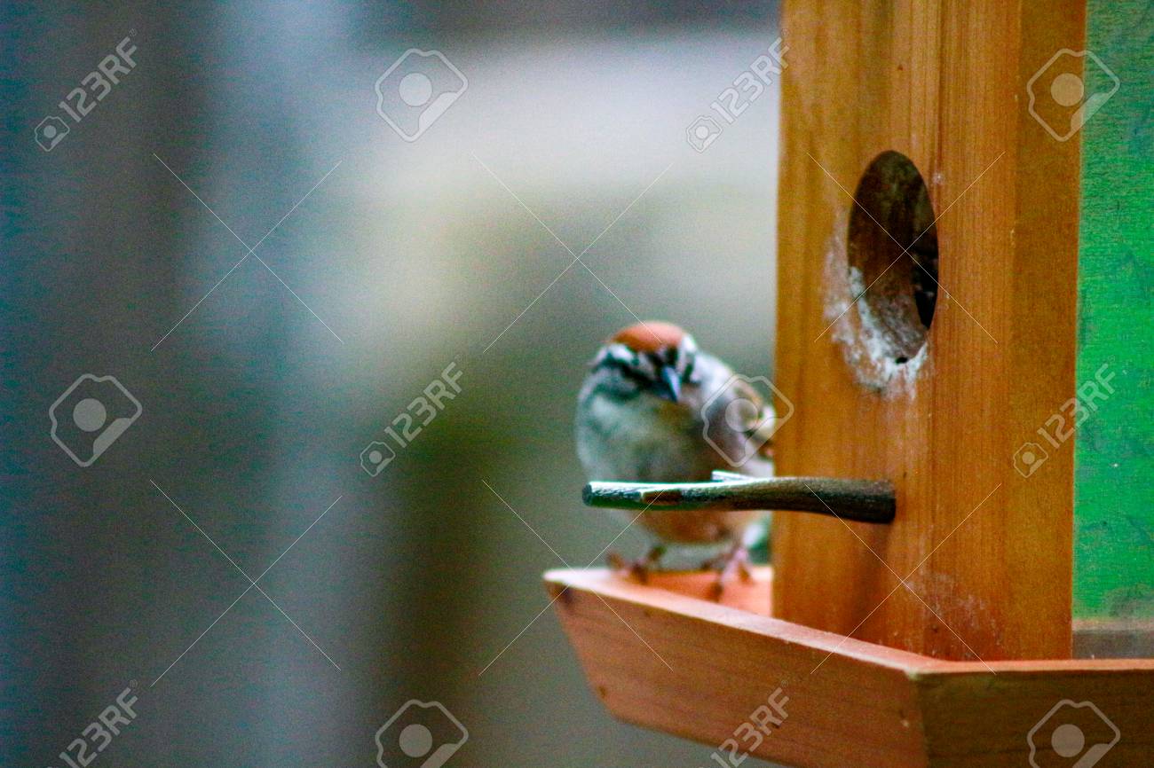 House Sparrow With Suet Pellet In Bill On Bird Feeder Stock Photo
