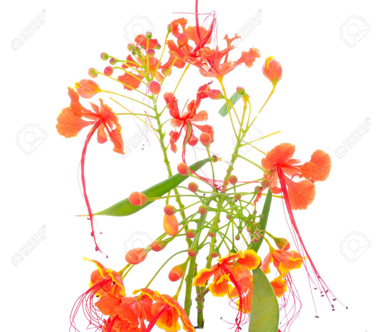 Fleur De Loiseau De Paradis Mexicain Caesalpinia Pulcherrima également Appelée Poinciana Fleur De Paon Oiseau De Paradis Rouge Oiseau De Paradis
