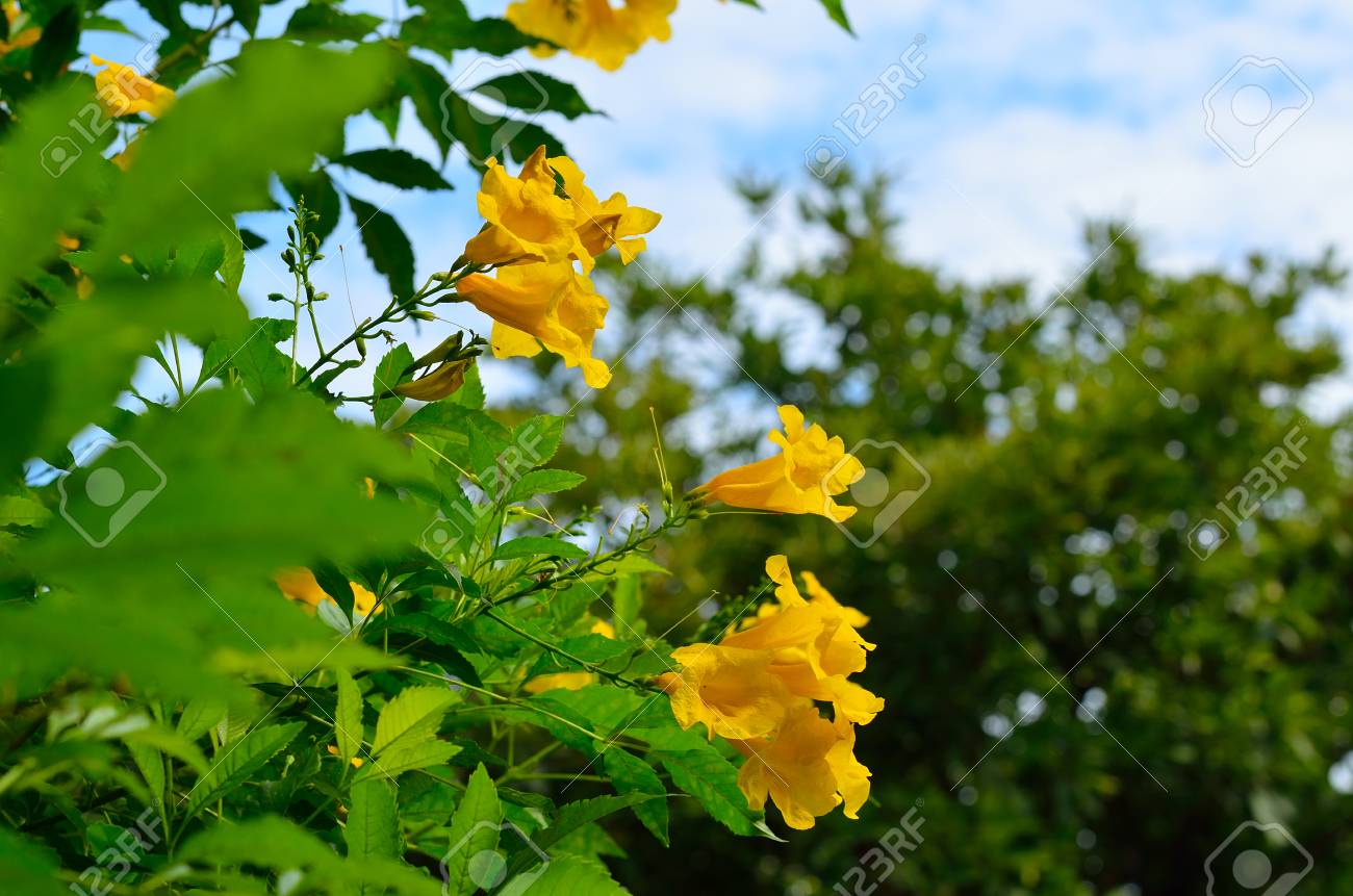 yellow elder trumpetbush trumpetflower yellow trumpet flower