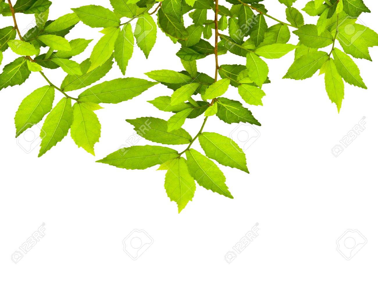 green leave over white background with space for your text stock