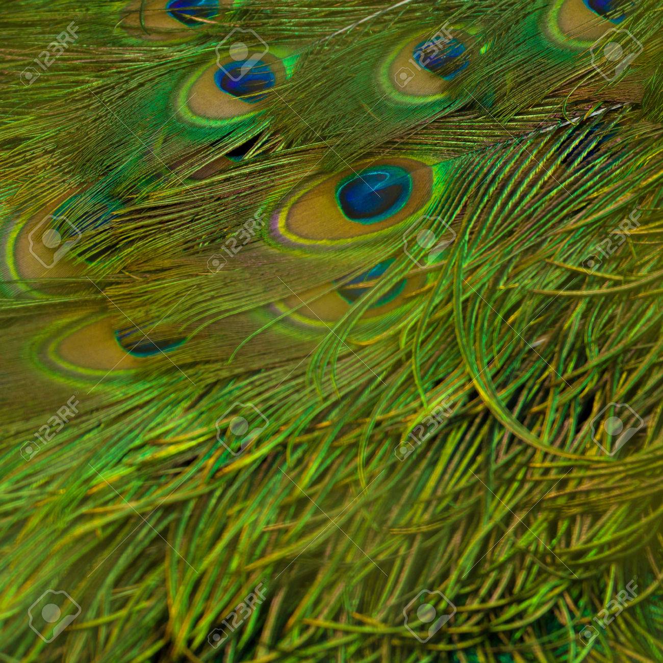 背景用孔雀羽根を閉じる の写真素材 画像素材 Image