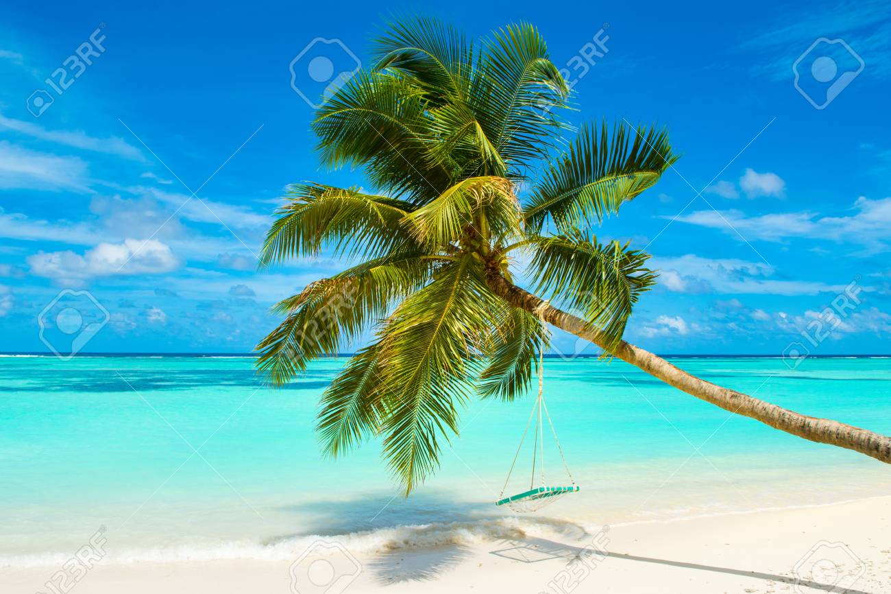 95555457-fallen-palm-tree-with-swing-on-
