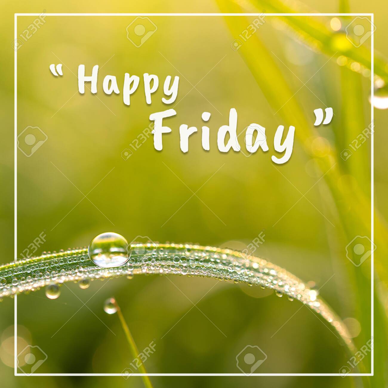 Happy Friday Words And Dew On The Grasson, On Green Background. Stock  Photo, Picture and Royalty Free Image. Image 140009930., image size:1300x1300