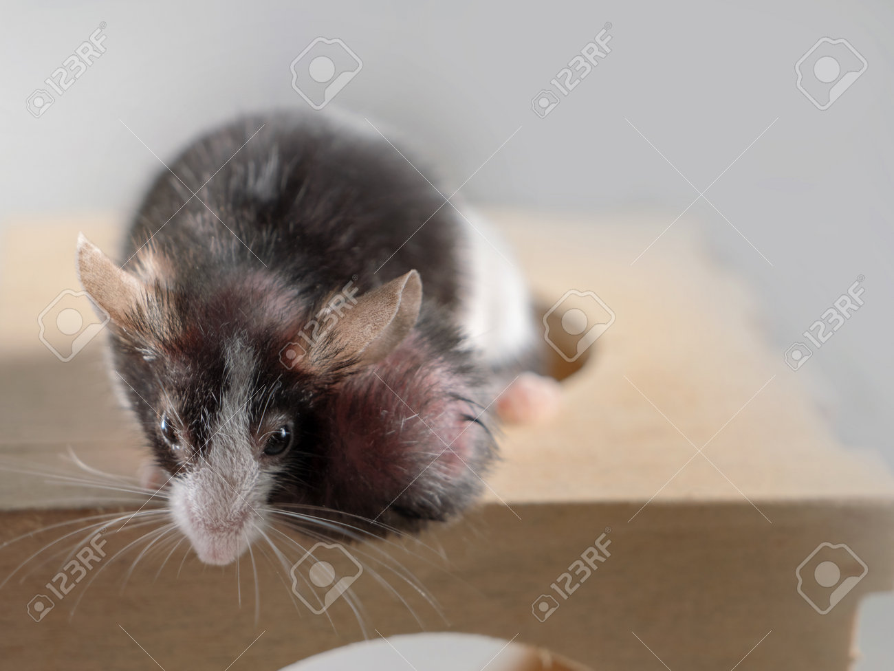 etiam-dictum-ipsum-a-felis