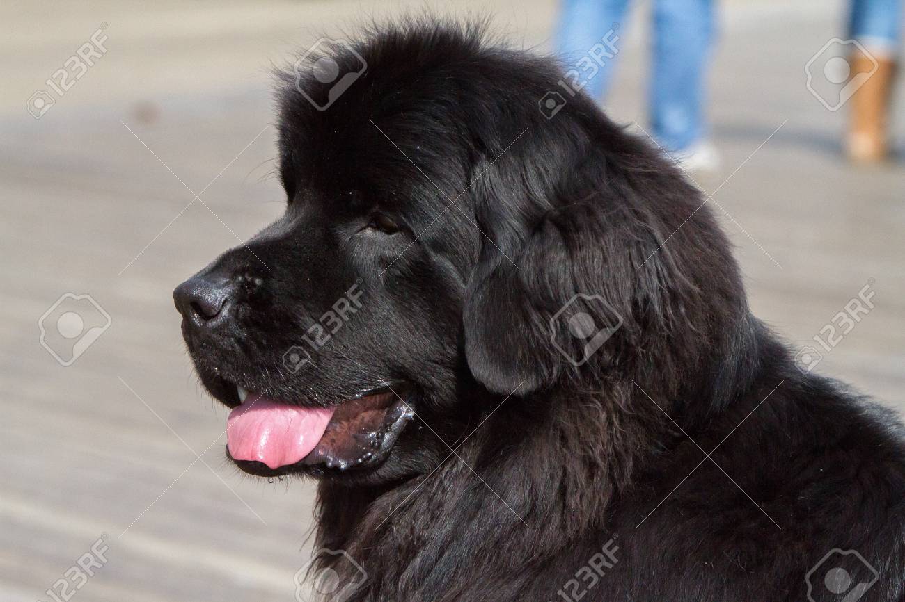 very large black dog